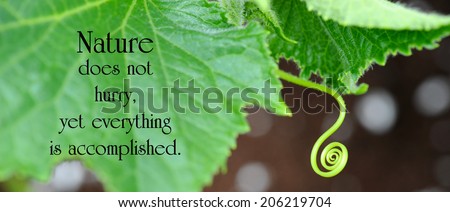 Inspirational quote on nature by Loa Tze with a cucumber leaf, and tendril curling around, looking for something to attach itself to.