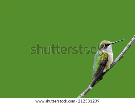 Ruby throated hummingbird, juvenile male, perched on a branch, isolated on green.