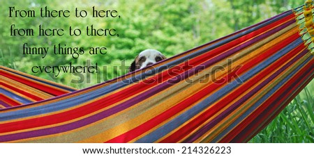 Inspirational quote about humor by Dr. Suess, with a springer spaniel dog peeking out from a hammock in the summer.