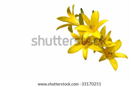 Flower. Day lilies isolated on white background.