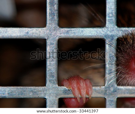 Humane treatment .Mouse  caught in a live trap with focus on his left fore paw. Concept for humane way to treat animals.