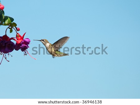 Bird.  Ruby throated humming bird, female,  in motion approaching a fuchsia flower.