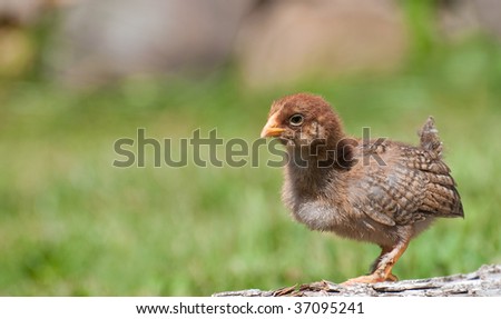 Bird. Chick standing on a log.