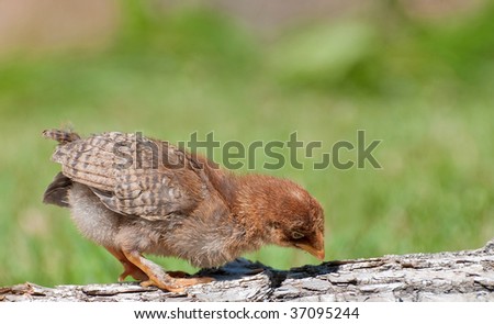 Chick standing on a log looking for bugs..