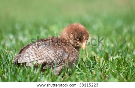 Bird. Chick looking for bugs in the grass.