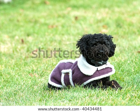 Miniature Poodle with an over bite wearing his jacket, enjoying the autumn outside.