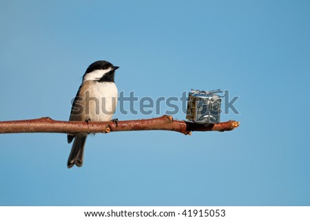 Bird. Chickadee is surprised to find a shiny present on a branch for him.