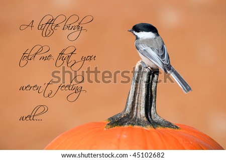 Unique get well card design featuring a beautiful chickadee on a pumpkin.