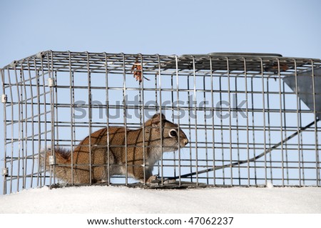 A little squirrel is caught in a live trap awaiting relocation.  Concept for humane treatment of animals.