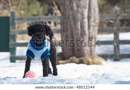 Miniature Poodle plays outside in the snow with his ball.  He is wearing his invisible fencing collar for safety.
