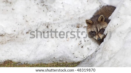A wild baby raccoon peeks out from behind a snow bank.