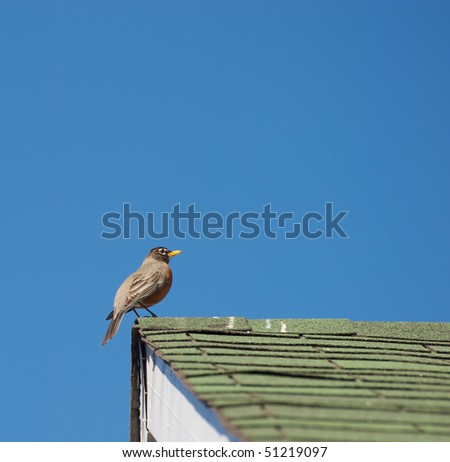 A beautiful American Robin perched on a roof top against a brilliant blue sky.