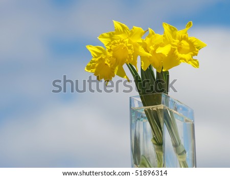 A bouquet of beautiful daffodils in a glass vase against a brilliant blue sky with room for your text.