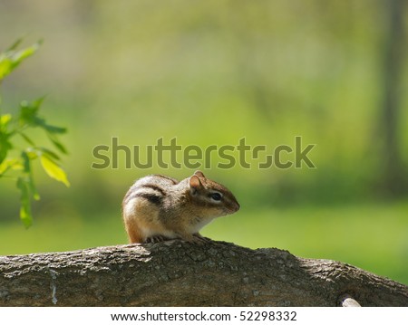 A little chipmunk on a branch, back lit in the early morning light.