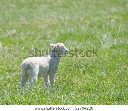 A little lamb looks out into the distance with room for your text.