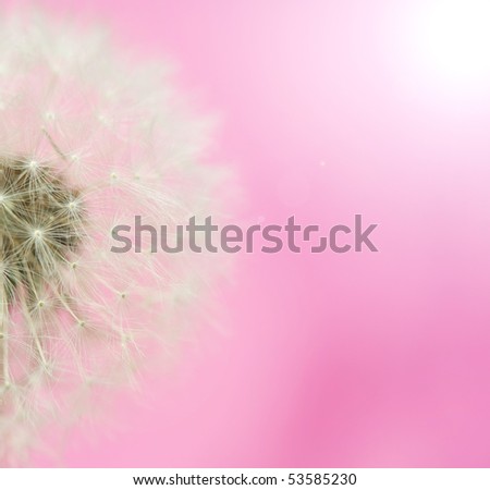 Dandelion in the sunshine nature background on pink with copy space.