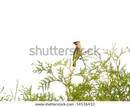 A lone cedar waxwing surveys the area from up top of a cedar hedge with copy space.