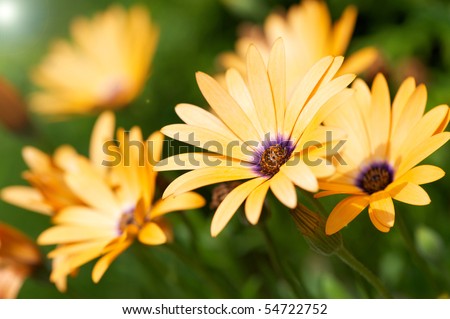 African Daisies reaching for the sun, close up.