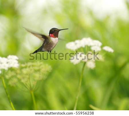 Bird, ruby throat hummingbird, male,  in motion surrounded by flowers showing his brilliant red throat.