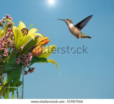 A beautiful female ruby throat hummingbird in motion approaching a lovely bouquet of Spring flowers in the sunshine.