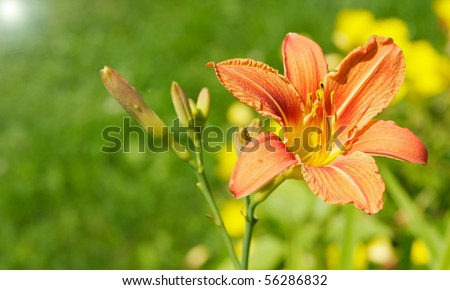A macro close up of a beautiful Tiger lily in the sunshine with room for text.