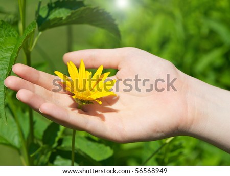 Close up image of a young girl\'s hand cupping a delicate rudbeckia flower in the sunshine.