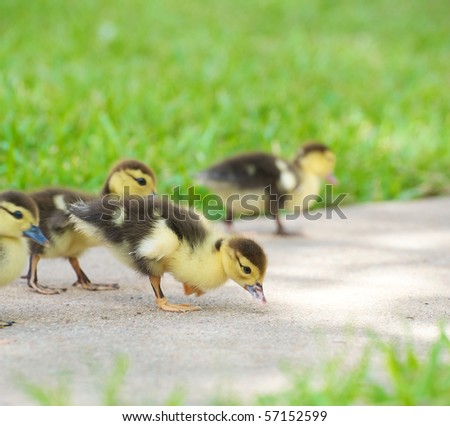 A group of sweet ducklings looking for food outside in the summer with copy space.  Focus is on the duckling in the front.