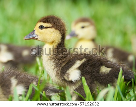 Close up image of an adorable baby duck  surrounded by his other siblings in the grass in the sunshine.
