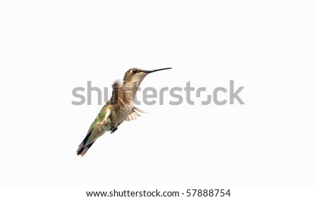 Beautiful female ruby throated hummingbird in motion,isolated on white.