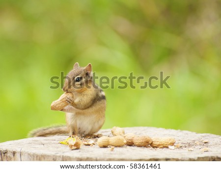An adorable little female chipmunk enjoying peanuts left on a stump for her with cop space.