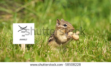 Closeup image of a cute chipmunk in the grass with a peanut and a sign with \