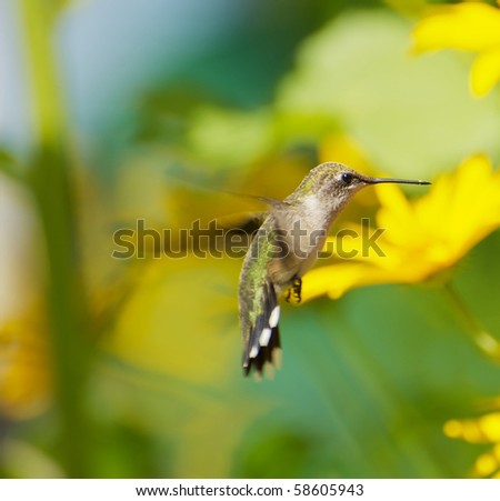 A beautiful female ruby throat hummingbird in motion surrounded by flowers.