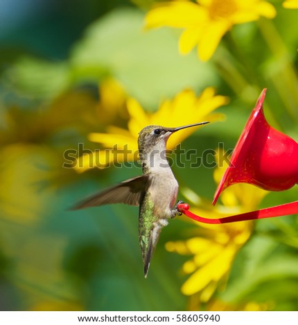 A beautiful female ruby throat hummingbird perched at a feeder surrounded by flowers.