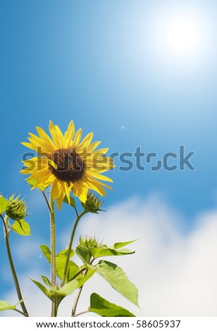 A beautiful yellow sunflower reaches towards the sun with copy space.