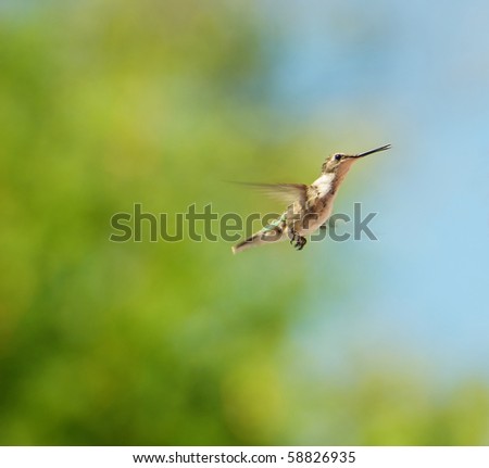 A beautiful female ruby throated hummingbird in motion against a brilliant blue sky and a green cedar hedge in the background with room for text.