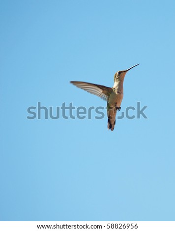 A beautiful female ruby throated hummingbird in motion against a brilliant blue sky with room for text.