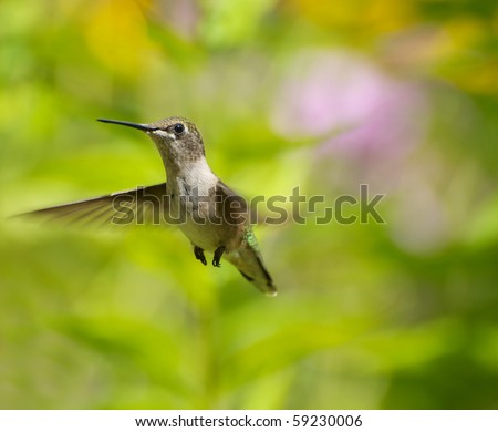 A female ruby throated hummingbird in motion in the garden.
