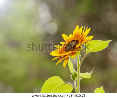 A beautiful sunflower reaching up towards the afternoon sun with copy space.