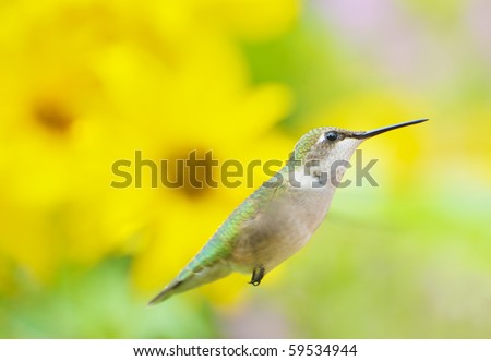 A beautiful juvenile male ruby throated hummingbird in motion in the garden in summer with copy space.