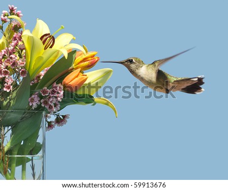 A beautiful female ruby throat hummingbird in motion approaching a lovely bouquet of Spring flowers in the sunshine.