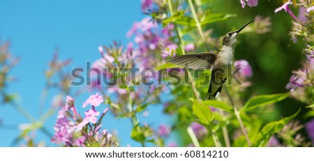A female ruby throated hummingbird in motion in the garden.