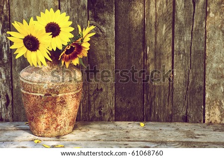 Sunflowers in a vase on a rustic, grunge background with copy space.\
This image is now available in my portfolio, with the flowers and vase isolated on white.