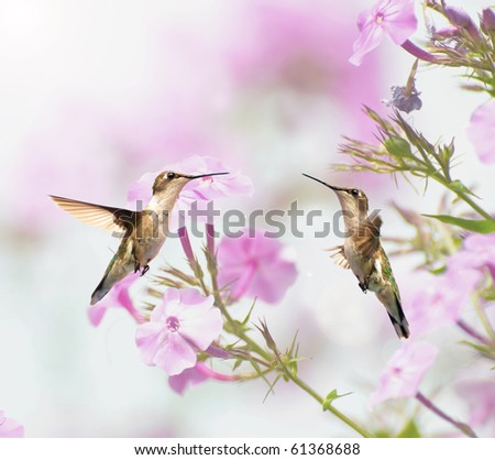 Two  beautiful female ruby throated hummingbirds in the garden in summer.