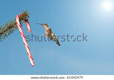 A beautiful female ruby throated hummingbird is surprised to find a candy cane on a pine branch on a sunny day at Christmas time.