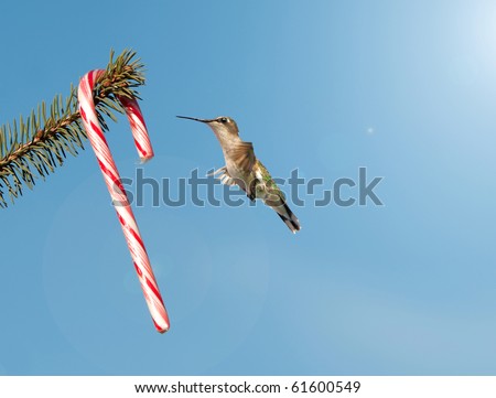 A beautiful female ruby throated hummingbird is surprised to find a candy cane on a pine branch on a sunny day at Christmas time.