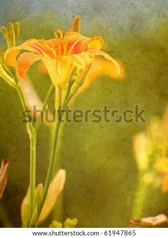 Day lily in the sunshine antiqued on texture with copy space.