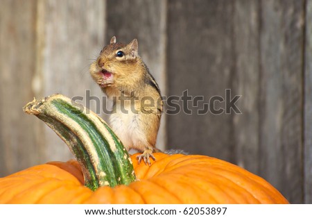 funny pumpkin pictures. a pumpkin, making a funny