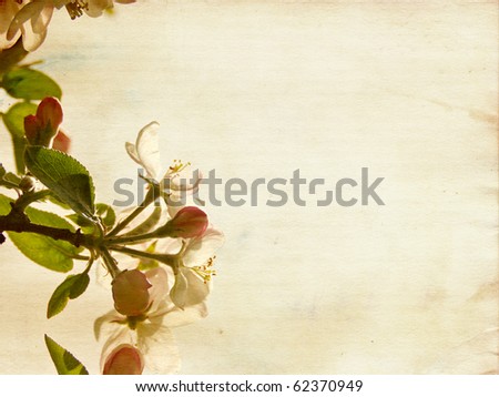 Apple blossoms with beige toned aged paper texture reaching towards the sun with copy space.