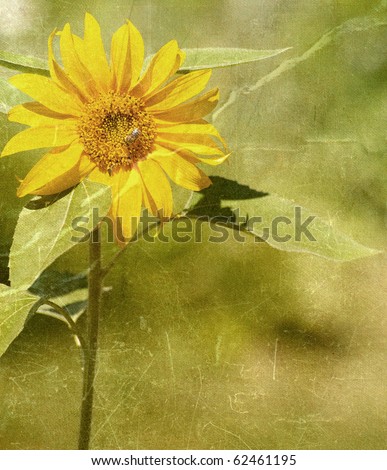 Sunflower in the sunshine antiqued on texture with copy space.
