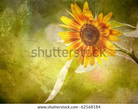 Sunflower in the sunshine  with copy space. Grunge textured.